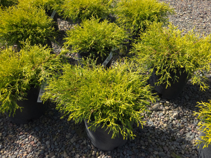 CHAMA PIS GOLDEN CHARM #5