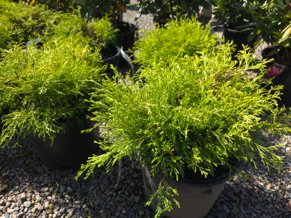 CHAMA PIS MOPS #2 KINGS GOLD