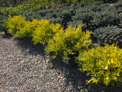 CHAMA PIS VINTAGE GOLD #2