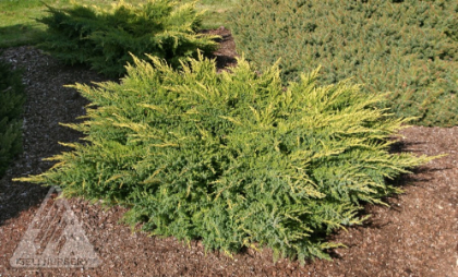 JUNIP CHI DAUB'S FROSTED #5