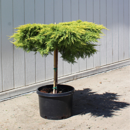 JUNIP CHI DAUB'S FROSTED #10 PT