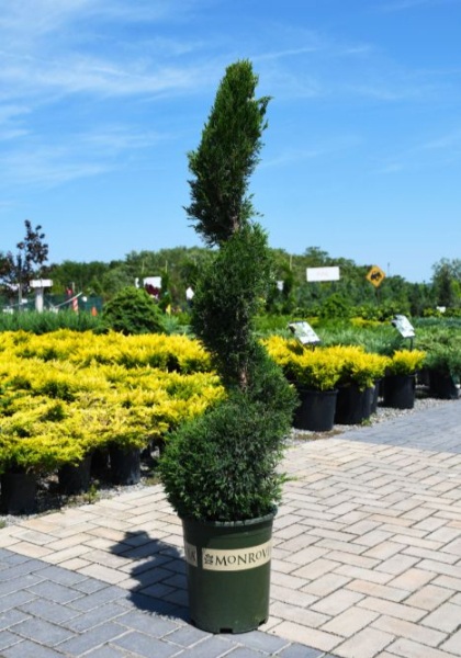 JUNIP CHI MINT JULEP #5 SPIRAL