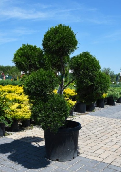 JUNIP CHI SEA GREEN #10 PPOM