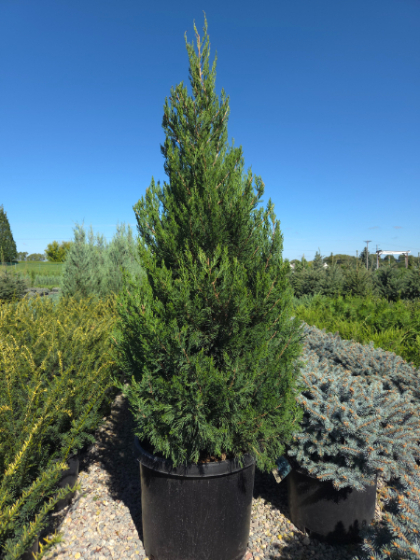 JUNIP CHI SPARTAN #20