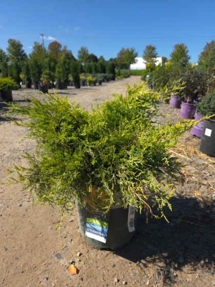 JUNIP CHIN SEA OF GOLD #2