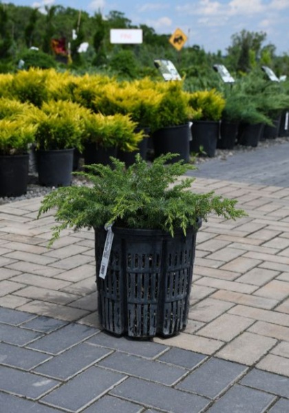 JUNIP COM BLUEBERRY DELIGHT #2