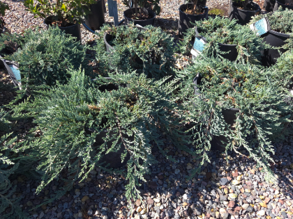 JUNIP HOR BLUE PRINCE #2