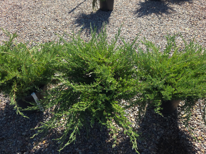 JUNIP ANDORRA COMPACT #5