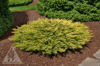 JUNIP HOR LIMEGLOW #2