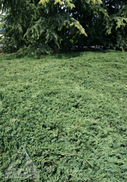 JUNIP HOR WILTONI #2 BLUE RUG