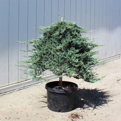 JUNIP HOR WILTONI #10 STD