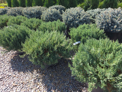 JUNIP SAB BLUE FOREST #2