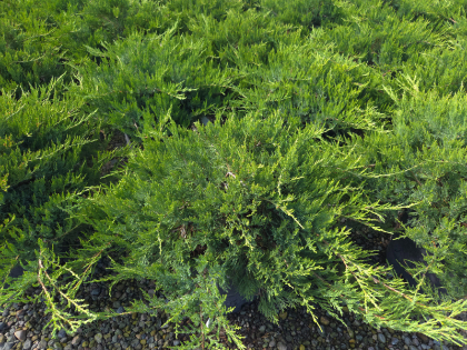 JUNIP SAB BROADMOOR #5