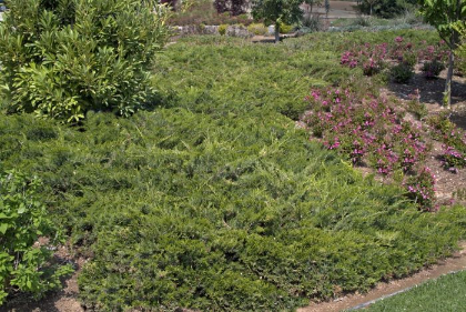 JUNIP SAB BUFFALO #5