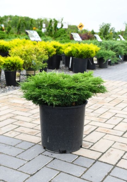 JUNIP SAB CALGARY CARPET #5