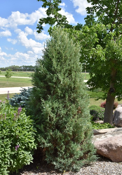 JUNIP SCO MEDORA 5' BB