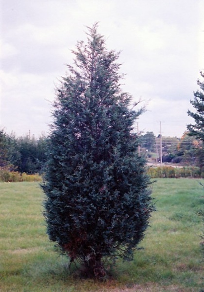 JUNIP SCO MOFFAT BLUE #15/3'BB