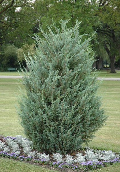 JUNIP SCO MOONGLOW #15