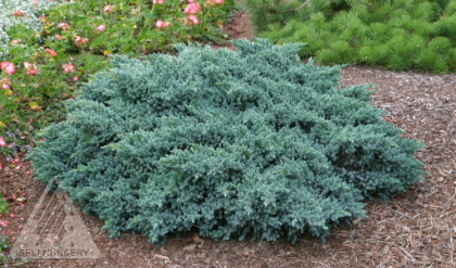 JUNIP SQU BLUE STAR #2