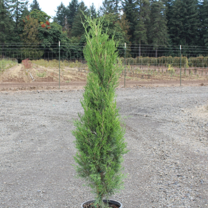 JUNIP VIR EMERALD FEATHER #6