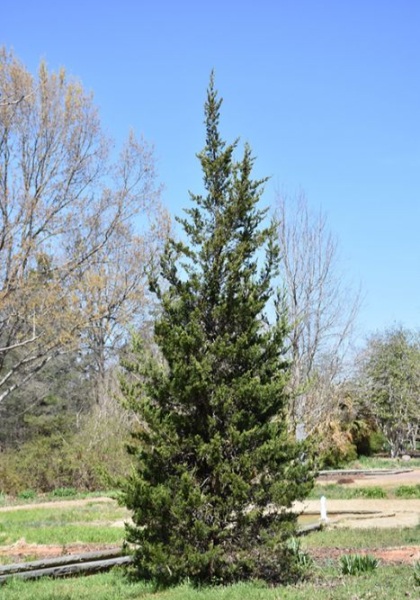 JUNIP VIR EASTERN RED CEDAR 6'BB