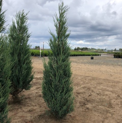 JUNIP VIR BLUE ARROW #7