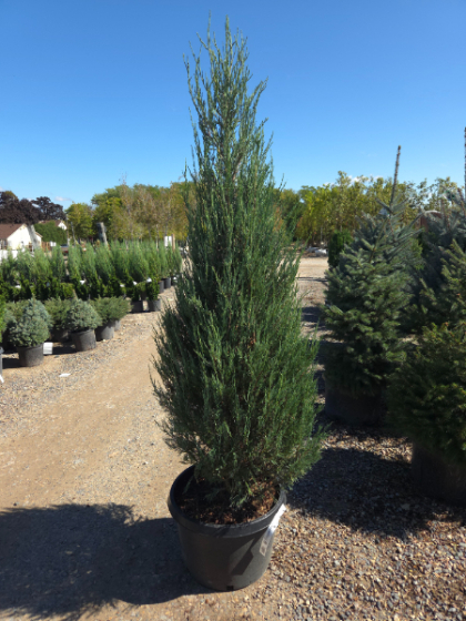 JUNIP VIR SKYROCKET #20