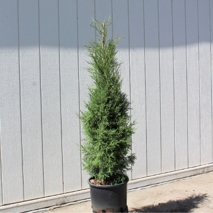 JUNIP VIR TAYLOR 5' BB