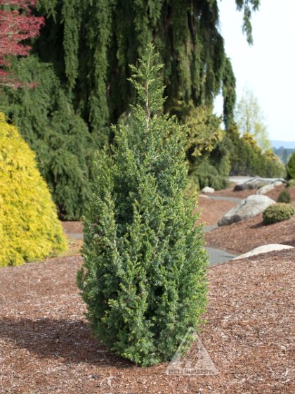 JUNIP X STAR POWER #6