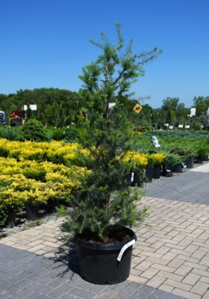 LARIX LAR AMERICAN LARCH #25