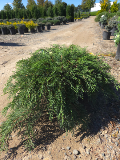 MICRO RUSSIAN CYPRESS #5