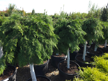 MICRO RUSSIAN CYPRESS #10 STD