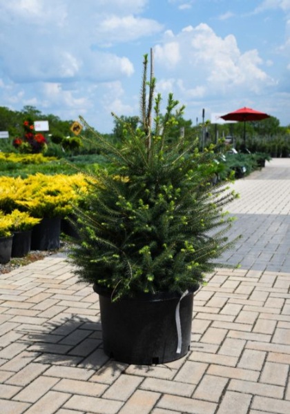 PICEA ABI NORWAY SPRUCE #6/#7