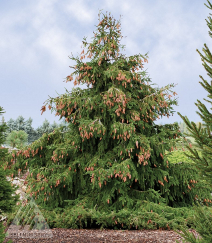 PICEA ABI ACROCONA #7