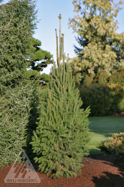 PICEA ABI CUPRESSINA #5