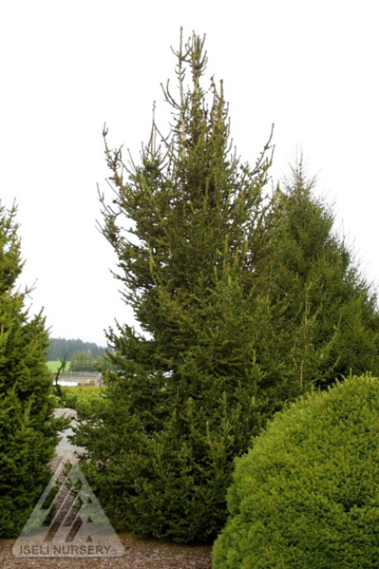 PICEA ABI HILLSIDE UPRIGHT #20