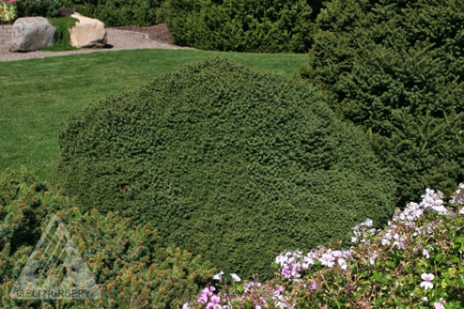 PICEA ABI LITTLE GEM #3