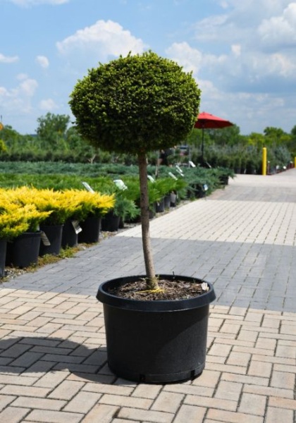 PICEA ABI LITTLE GEM #10 STD