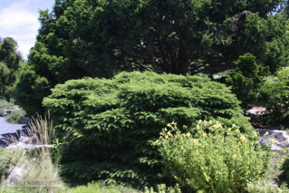 PICEA ABI NIDIFORMIS #2 BIRDNEST