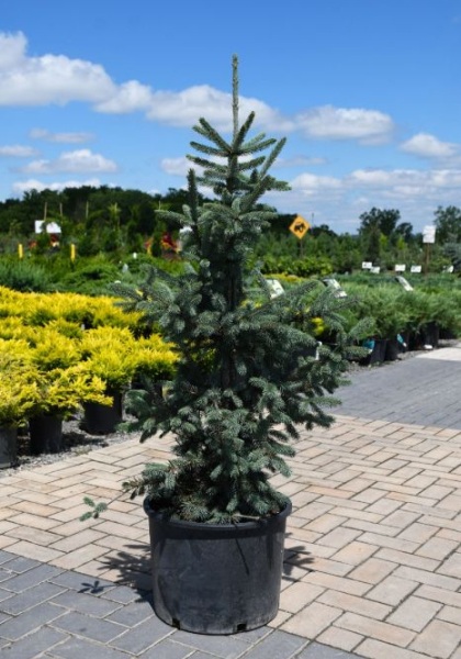 PICEA ABI PAUL'S SELECT #7