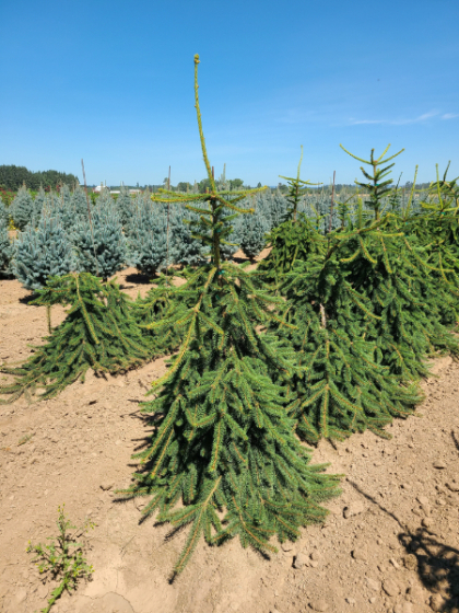 PICEA ABI PENDULA #6