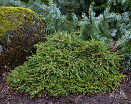 PICEA ABI RIPPLEBROOK #6