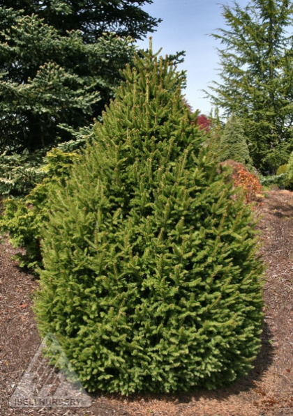 PICEA ABI SHERWOOD COMPACT #7