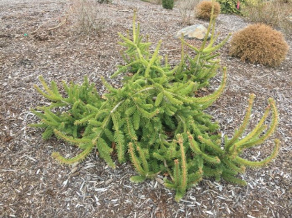 PICEA ABI WELLS EMRLD CREEPER #3