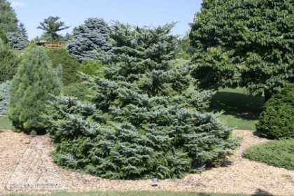 PICEA BIC HOWELLS DWFTAIL#7 SPDR