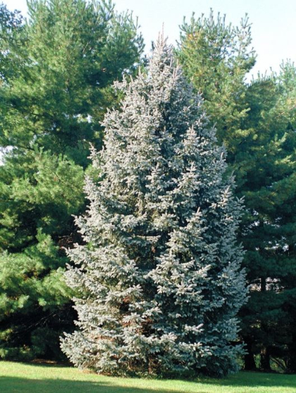 PICEA GLA WHITE SPRUCE #3