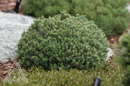 PICEA GLA BLUE PLANET #1