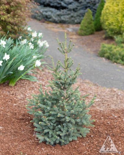 PICEA GLA BLUE TEARDROP #3