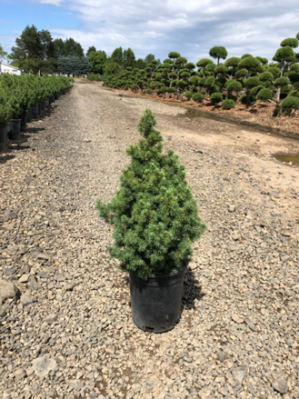 PICEA GLA DWF ALBERTA #5