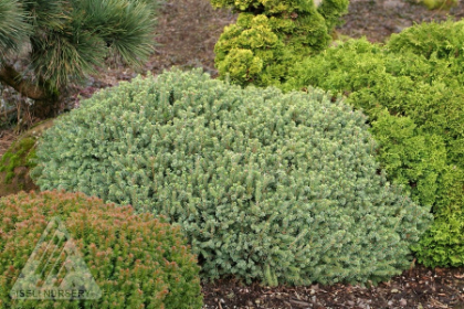 PICEA GLA ECHINIFORMIS #2